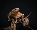 Bearded dragon sits on branch on dark background. Exotic pet in studio. Lizard climbs on snag