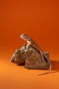 Bearded dragon on stone with crystals in studio. Portrait of desert lizard on orange background. Exotic pet art photo