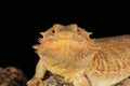 Bearded dragon - studio captured image Royalty Free Stock Photo