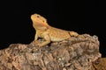 Bearded dragon - studio captured image Royalty Free Stock Photo