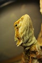 Bearded Dragon Up Close Royalty Free Stock Photo
