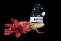 Bearded Dragon wearing holiday Christmas Bah Humbug hat on black backdrop with poinsettia