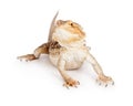 Bearded Dragon on White Royalty Free Stock Photo