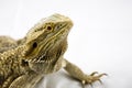 Bearded Dragon on White