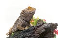 Bearded Dragon on White Royalty Free Stock Photo