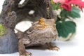 Bearded Dragon on White Royalty Free Stock Photo