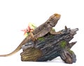 Bearded Dragon on White Royalty Free Stock Photo