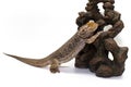 Bearded Dragon on White Royalty Free Stock Photo