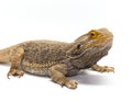 Bearded Dragon on White Royalty Free Stock Photo