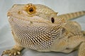 Bearded Dragon on a White Background