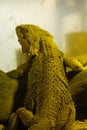 Bearded dragon in the zoo Royalty Free Stock Photo