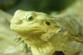 Bearded Dragons Royalty Free Stock Photo