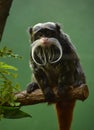 Bearded Emperor Tamarin Monkey Perched on a Branch Royalty Free Stock Photo