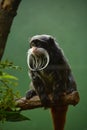 Bearded Emperor Tamarin Monkey Sitting on a Branch Royalty Free Stock Photo
