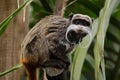 Bearded emperor tamarin Saguinus imperator subgrisecens Royalty Free Stock Photo