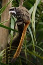 Bearded emperor tamarin Saguinus imperator subgrisecens Royalty Free Stock Photo