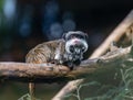 Bearded emperor tamarin with white mustache sitting on a branch. Cute funny monkey Royalty Free Stock Photo