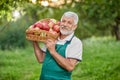 Bearded farmer holding basket with apples on shoulder. Royalty Free Stock Photo