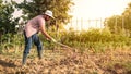 Bearded farmer man with hoe collecting fresh organic potatoes harvests in field Royalty Free Stock Photo