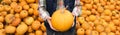 Bearded farmer with pumpkin on a background of a pile of pumpkins