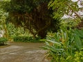 Bearded Fig Tree at Harrison`s Cave in Barbados Royalty Free Stock Photo