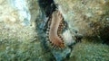 Bearded fireworm or green bristle worm, green fireworm Hermodice carunculata extreme close-up undersea