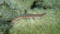 Bearded fireworm or green bristle worm, green fireworm Hermodice carunculata undersea Royalty Free Stock Photo