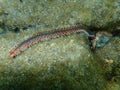 Bearded fireworm or green bristle worm, green fireworm Hermodice carunculata undersea Royalty Free Stock Photo