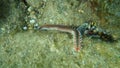 Bearded fireworm or green bristle worm, green fireworm Hermodice carunculata undersea Royalty Free Stock Photo