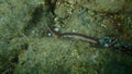 Bearded fireworm or green bristle worm, green fireworm Hermodice carunculata undersea Royalty Free Stock Photo