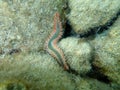 Bearded fireworm or green bristle worm, green fireworm Hermodice carunculata undersea