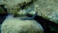 Bearded fireworm or green bristle worm, green fireworm Hermodice carunculata undersea