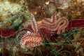 Bearded fireworm, Hermodice carunculata Royalty Free Stock Photo