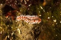 Bearded fireworm, Hermodice carunculata Royalty Free Stock Photo