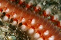 Bearded fireworm(hermodice carunculata) Royalty Free Stock Photo