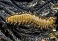 Bearded fireworm, Hermodice carunculata Royalty Free Stock Photo