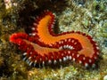 The bearded fireworm Hermodice carunculata Royalty Free Stock Photo