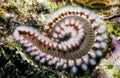 Bearded fireworm, Hermodice carunculata Royalty Free Stock Photo