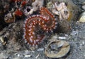 A Bearded Fireworm (Hermodice carunculata) in Florida Royalty Free Stock Photo