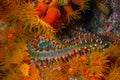 The bearded fireworm ,Hermodice carunculata,  marine, bristleworm Royalty Free Stock Photo