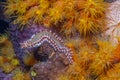 Bearded fireworm,Hermodice carunculata Royalty Free Stock Photo