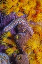 Bearded fireworm,Hermodice carunculata Royalty Free Stock Photo
