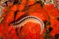 The bearded fireworm Hermodice carunculata Royalty Free Stock Photo