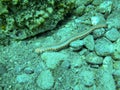 The bearded fireworm Hermodice carunculata. Royalty Free Stock Photo