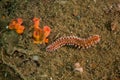 Bearded fireworm with red sponges in caribbean sea. Underwater life Royalty Free Stock Photo