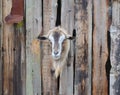 bearded goat looking through a wooden boards