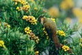 Bearded Helmet-crest, Oxypogon guerinii stuebelii, beautiful crest hummingbird from Colombia. Bird from Los Nevados National Park