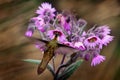 Bearded Helmet-crest, Oxypogon guerinii stuebelii, beautiful crest hummingbird from Colombia. Bird from Los Nevados National Park