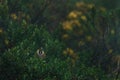 Bearded Helmet-crest, Oxypogon guerinii stuebelii, beautiful crest hummingbird from Colombia. Bird from Los Nevados National Park