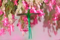 Bearded Helmet-crest, Oxypogon guerinii stuebelii, beautiful crest hummingbird from Colombia. Bird from Los Nevados National Park